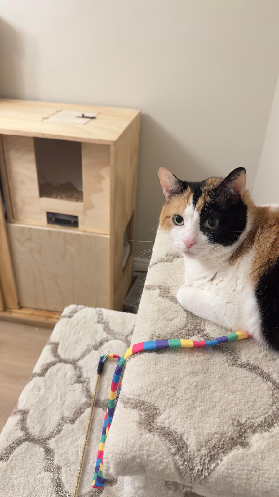 Cat Litter Cabinet with Built-In Litter Dispenser 🐾